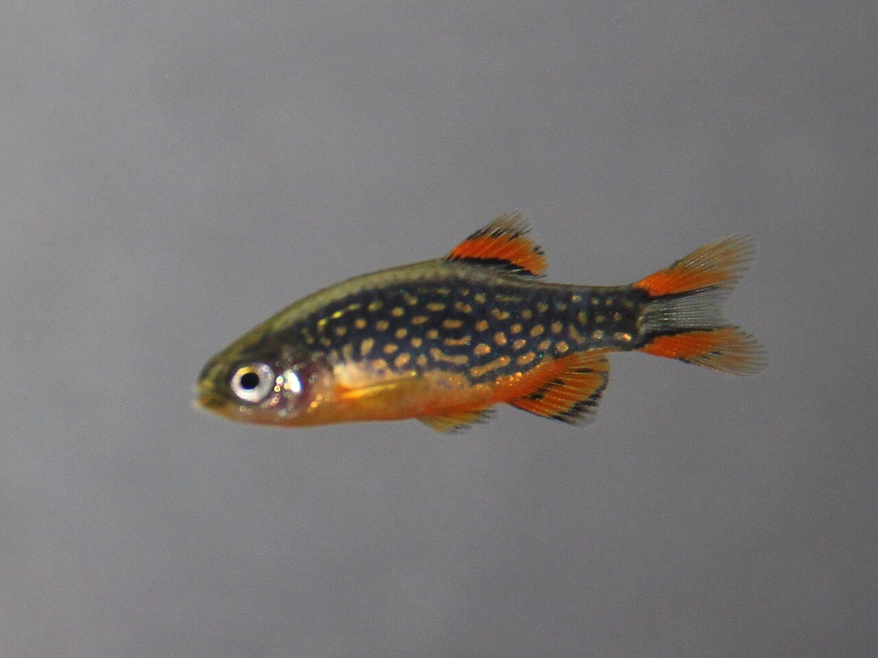 Male-Danio